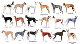 Dogs Greyhound Color Chart Metal Poster Choose Style The Poster Depot