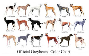 Dogs Greyhound Color Chart 11inx17in Mini Poster