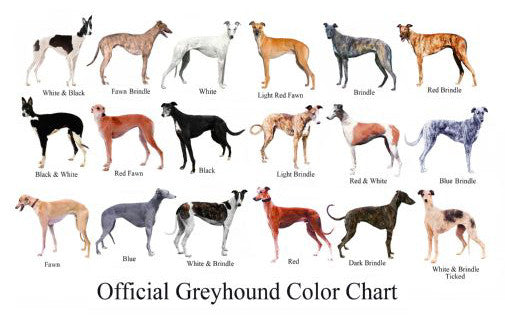Dogs Greyhound Color Chart Poster 16