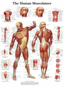 Human Muscle Chart Musculature Poster 16"x24" On Sale The Poster Depot