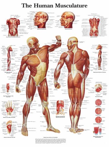 Human Muscle Chart Musculature Poster 11x17