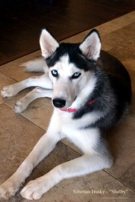 Dogs Siberian Husky Mini poster 11inx17in