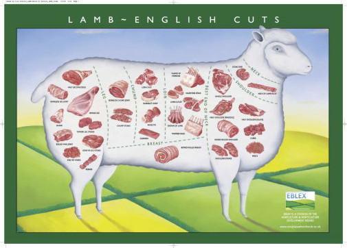 Lamb Cuts Illustration Chart poster tin sign Wall Art