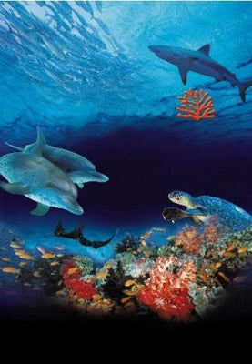 Ocean Wonderland Poster 11inx17in Whales Dolphins