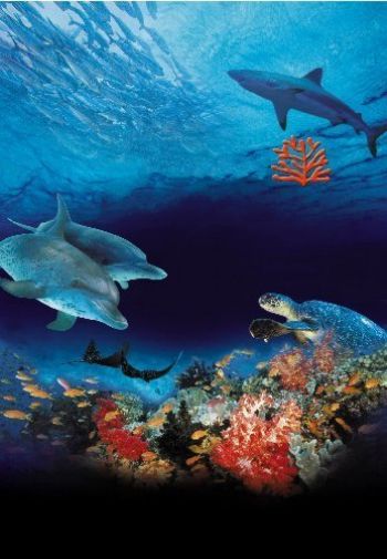 Ocean Wonderland Poster 11inx17in Whales Dolphins